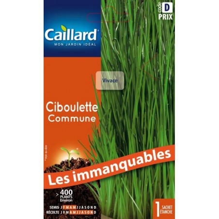 Graines ciboulette commune Caillard Aromatiques