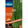 Graines ciboulette commune Caillard Aromatiques