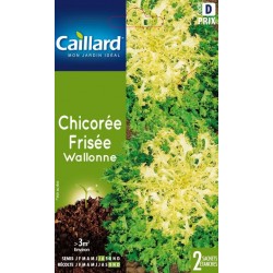 Graines chicorée frisée Wallonne Caillard Légumes