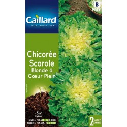 Graines chicorée Scarole blonde à coeur plein Caillard Légumes
