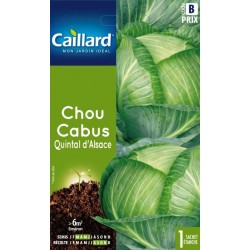 Graines chou cabus Quintal d'Alsace Caillard Légumes