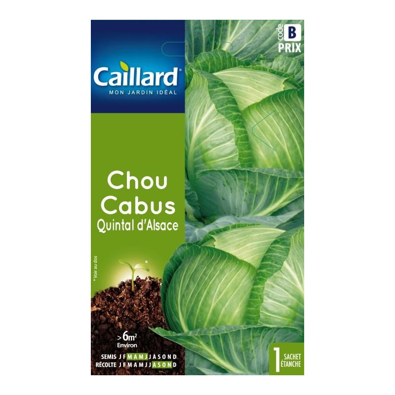 Graines chou cabus Quintal d'Alsace Caillard Légumes