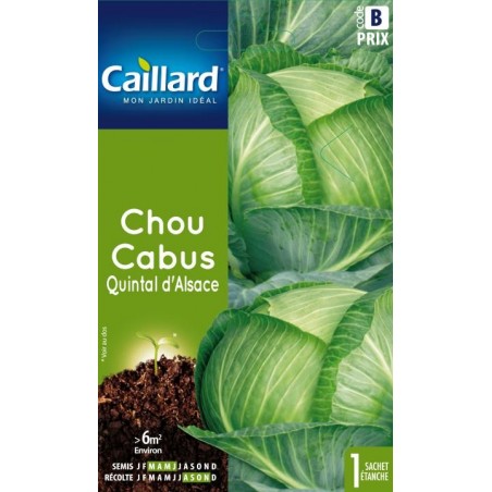 Graines chou cabus Quintal d'Alsace Caillard Légumes