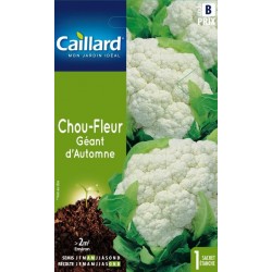 Graines chou-fleur géant d'automne Caillard Légumes