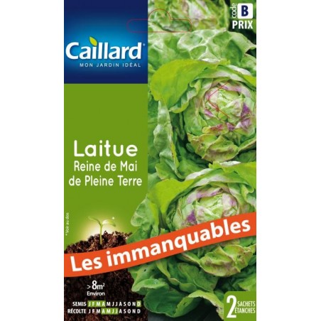 Graines laitue reine de mai de pleine terre Caillard Légumes