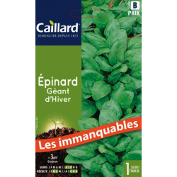 Graines épinard géant d'hiver Caillard Légumes