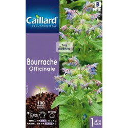Graines Bourrache Officinale Caillard Fleurs