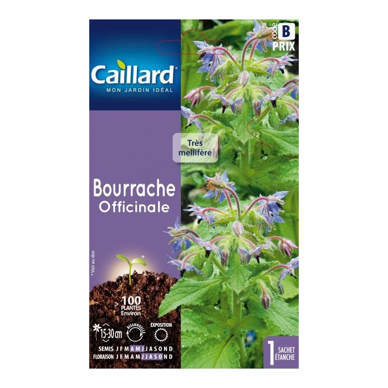 Graines Bourrache Officinale Caillard Fleurs