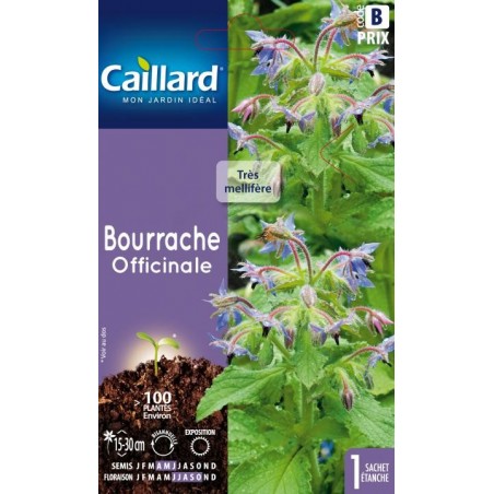 Graines Bourrache Officinale Caillard Fleurs