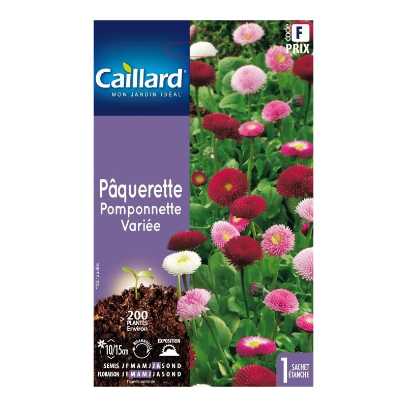 Graines pâquerette pomponnette variée Caillard Fleurs