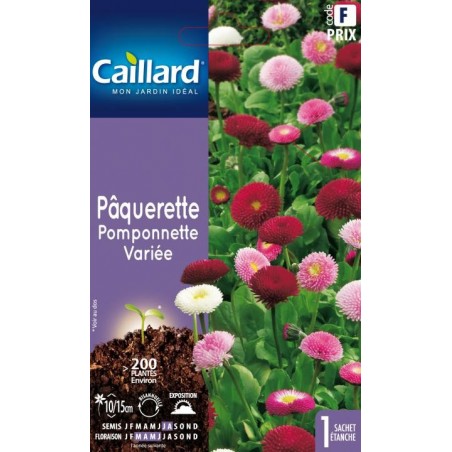 Graines pâquerette pomponnette variée Caillard Fleurs