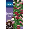 Graines pâquerette pomponnette variée Caillard Fleurs