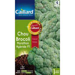 Graines Chou brocoli marathon hybride F1 Caillard Légumes
