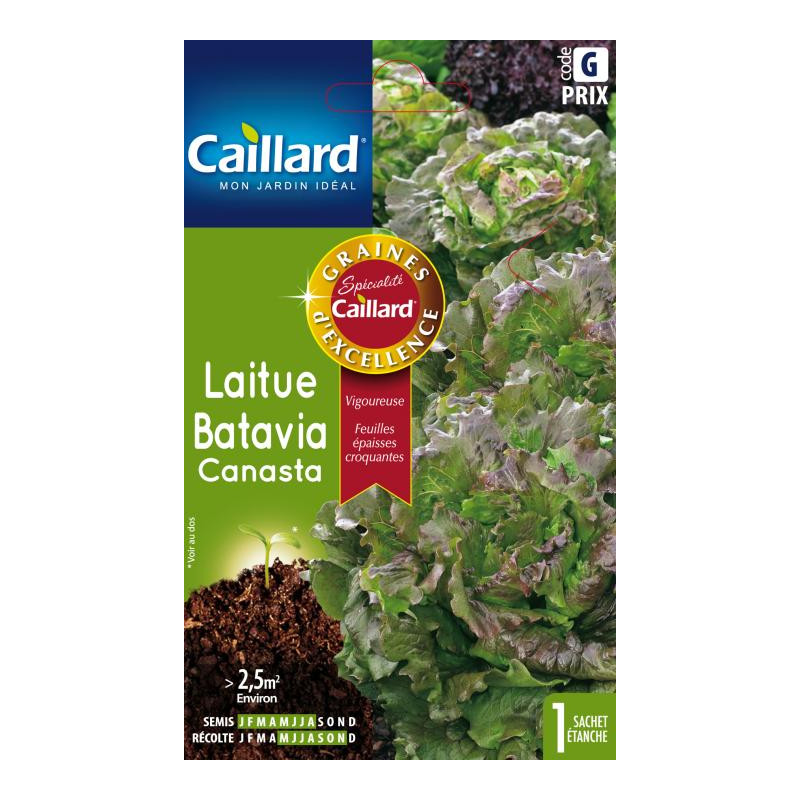 Laitue Batavia Canasta Caillard Légumes