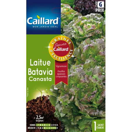 Laitue Batavia Canasta Caillard Légumes