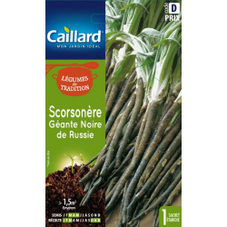 Scorsonere géante noire de Russie Caillard Légumes
